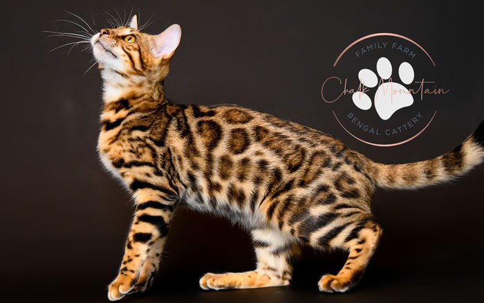 bengal kitten for sale